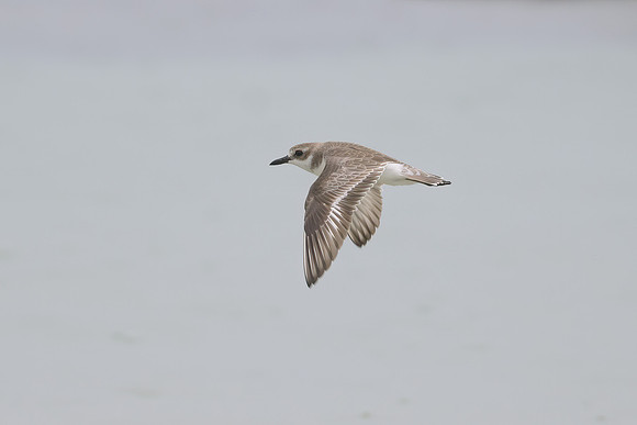 Greater Sand Plover