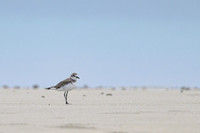 Greater Sand-Plover