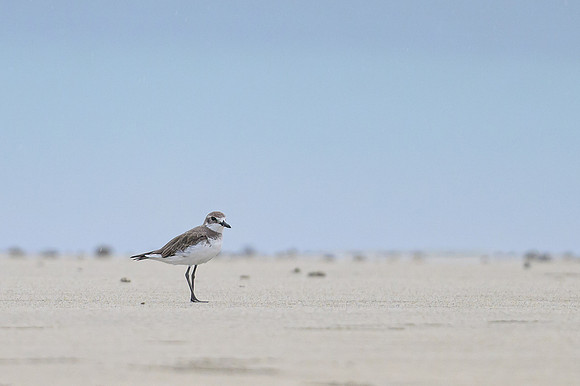 Greater Sand-Plover