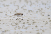 Greater Sand-Plover