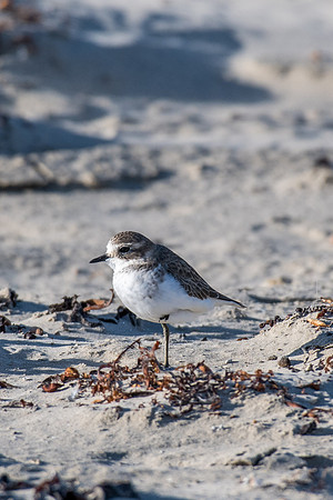 Double-banded Plover