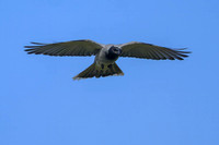 Black-faced Cuckoo-shrike