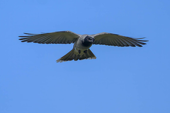 Black-faced Cuckoo-shrike