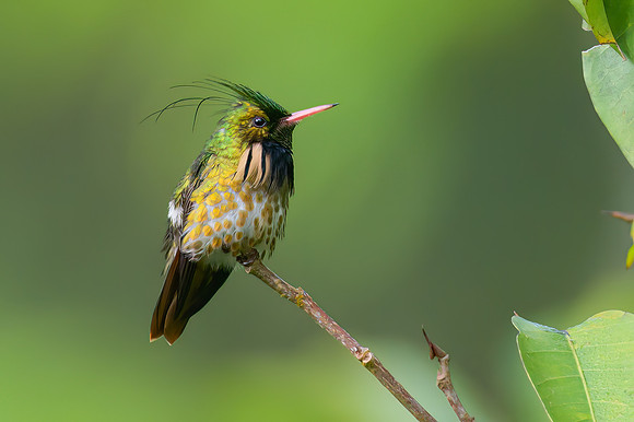 Black-crested Coquette