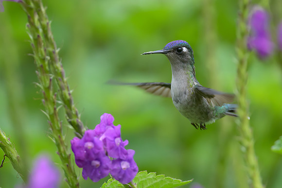 Violet-headed Hummingbird