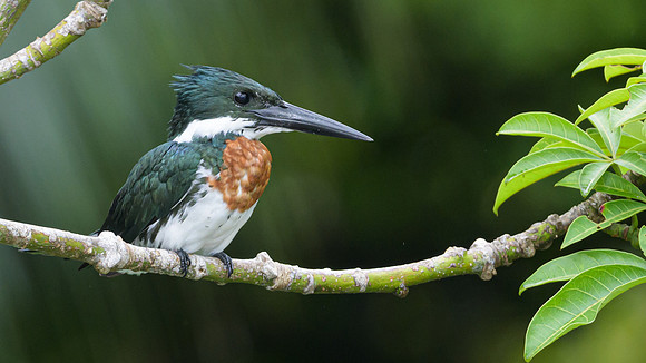 Amazon Kingfisher
