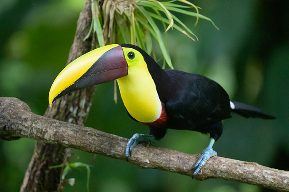 Yellow-throated Toucan