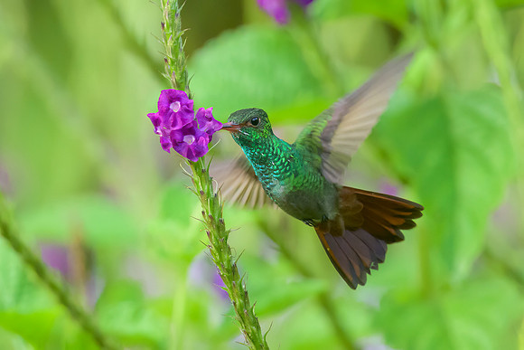 Rufous-tailed Hummingbird
