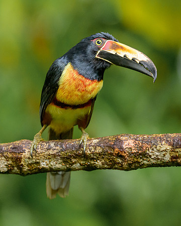Collared Aracari