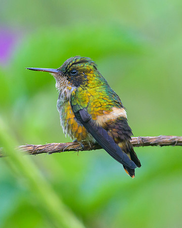 Black-crested Coquette