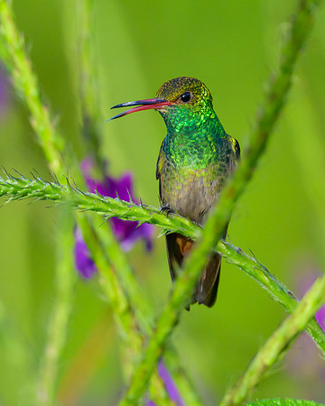 Rufous-tailed Hummingbird