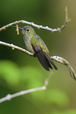 Scaly-breasted Hummingbird