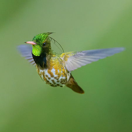 Black-crested Coquette
