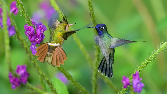Violet-headed Hummingbird