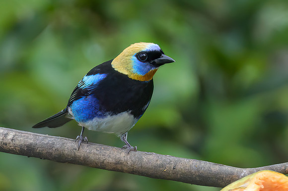Golden-hooded Tanager