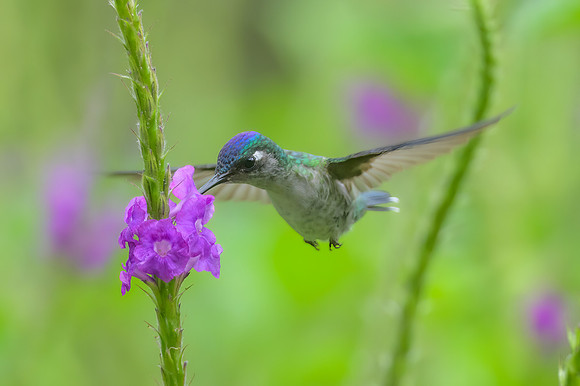 Violet-headed Hummingbird