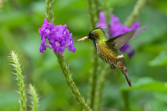 Black-crested Coquette