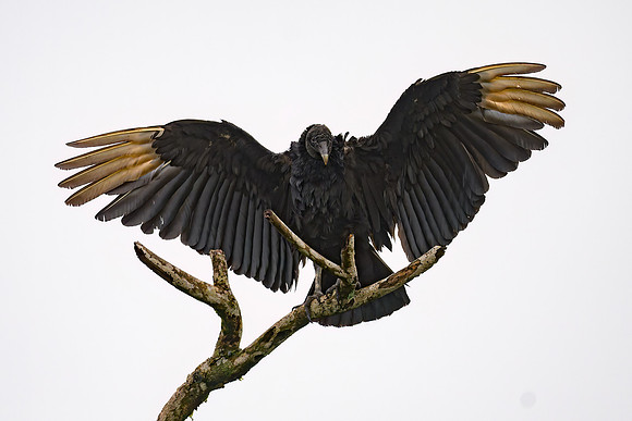Black Vulture