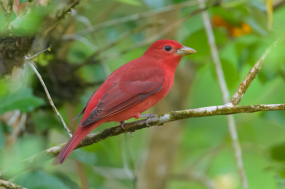 Summer Tanager
