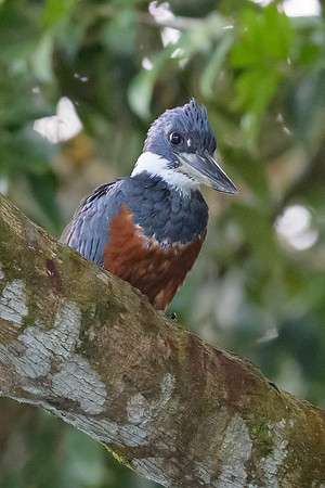 Ringed Kingfisher