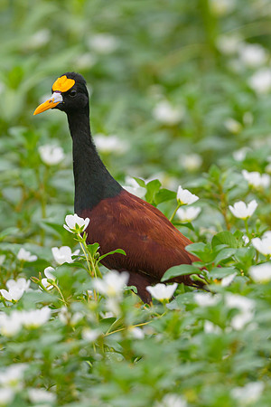Northern Jacana