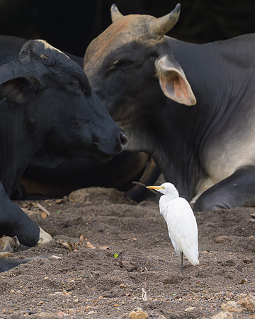 Cattle Egret