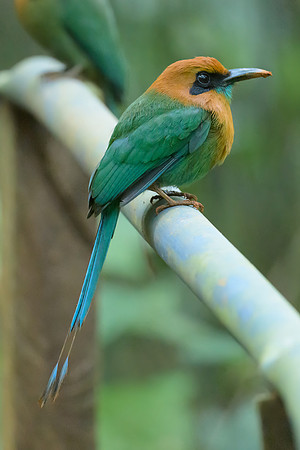 Broad-billed Motmot