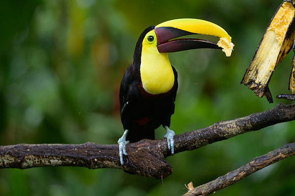 Yellow-throateed Toucan