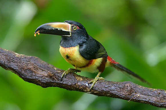 Collared Aracari
