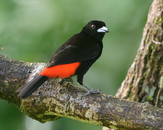 Passerini's Tanager