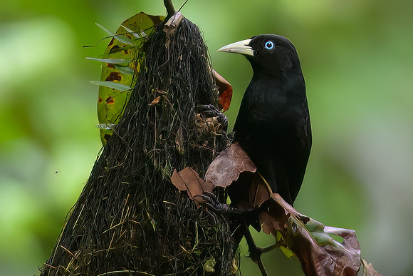 Scarlet-rumped Cacique