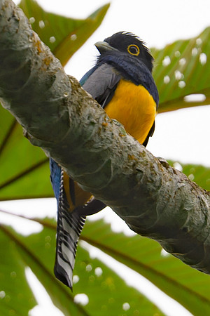 Gartered Trogon