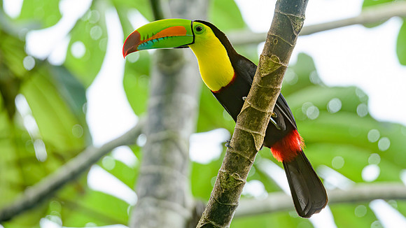 Keel-billed Toucan