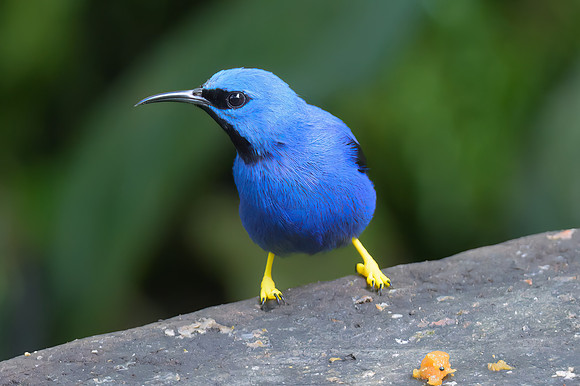 Shining Honeycreeper