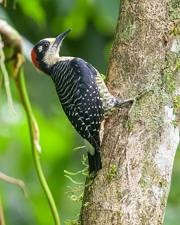 Black-cheeked Woodpecker