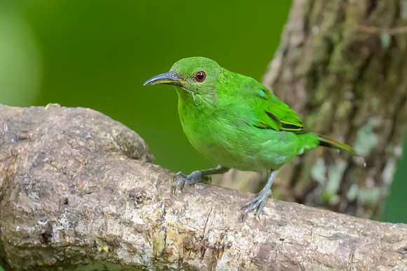 Green Honeycreeper