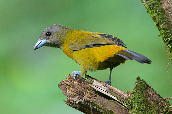 Scarlet-rumped Tanager