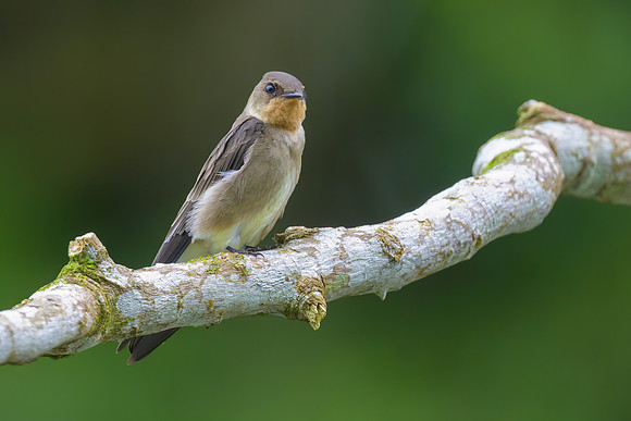 Southern Rough-winged Swallow