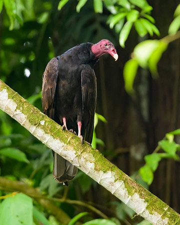 Turkey Vulture