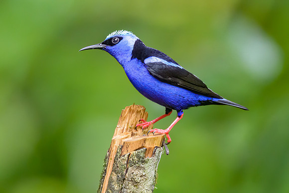 Red-legged Honeycreeper