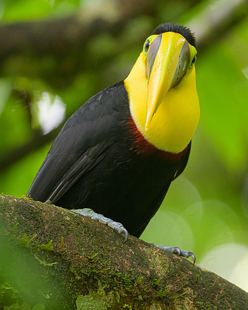 Yellow-throated Toucan