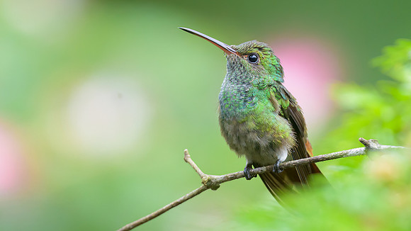 Rufous-tailed Hummingbird