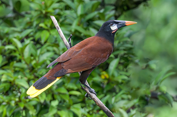 Montezume Orependola