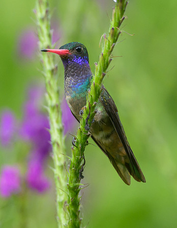 Blue-Throated Goldentail