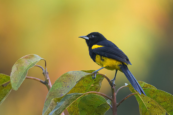 Black-cowled Oriole