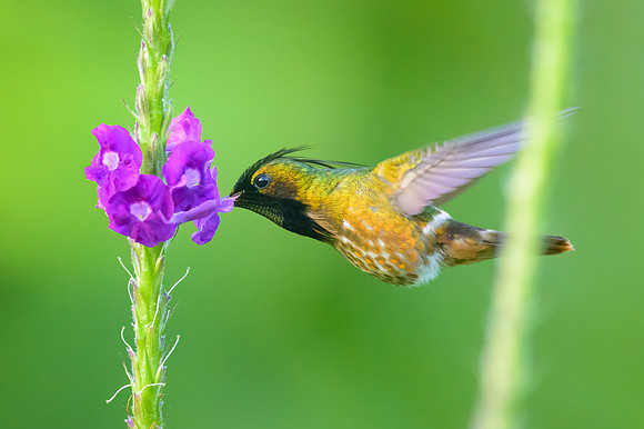 Black-crested Coquette