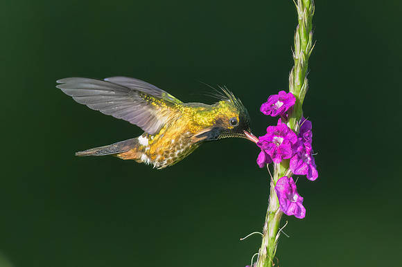 Black-crested Coquette