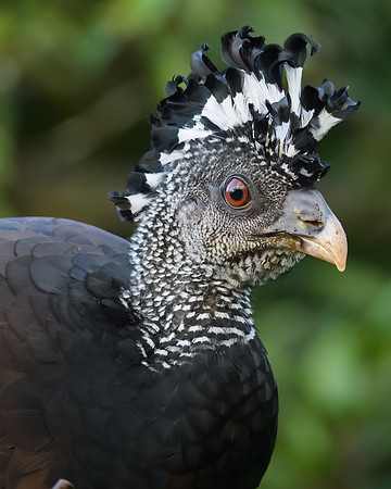 Great Curassow