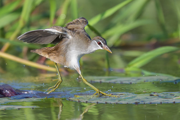 White-browed Crake