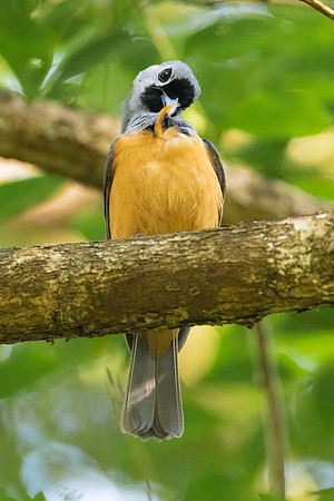 Black-faced Monarch